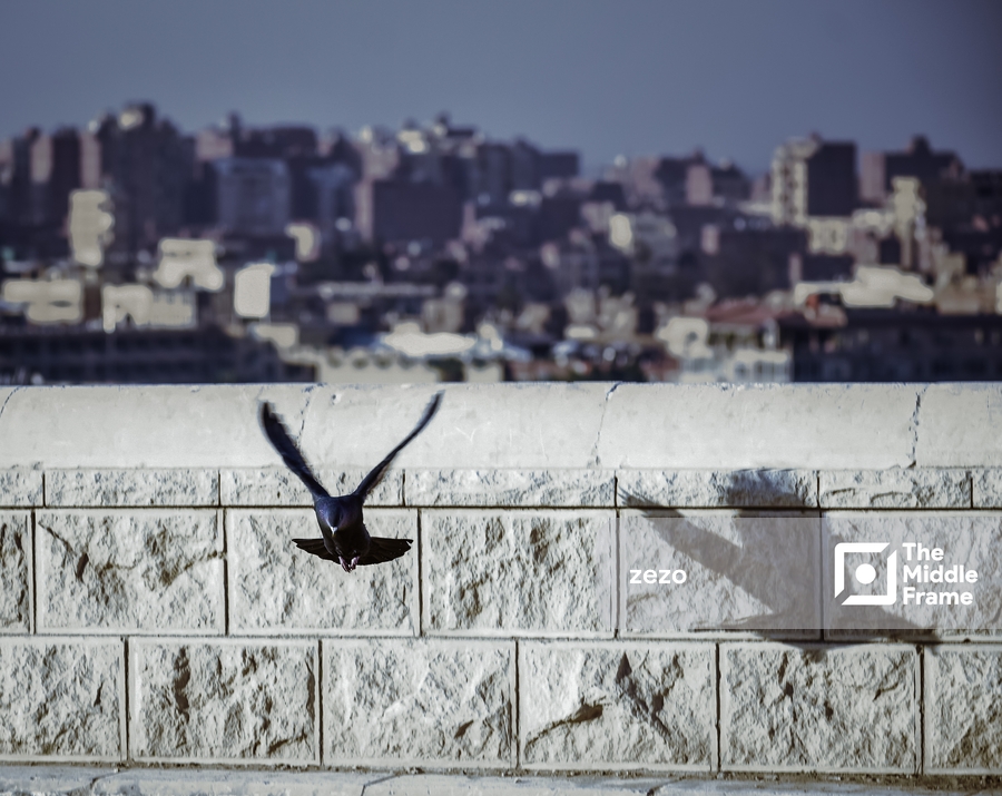 طير في منطقة الاهرام