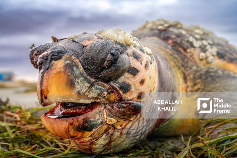a turtle on the beach