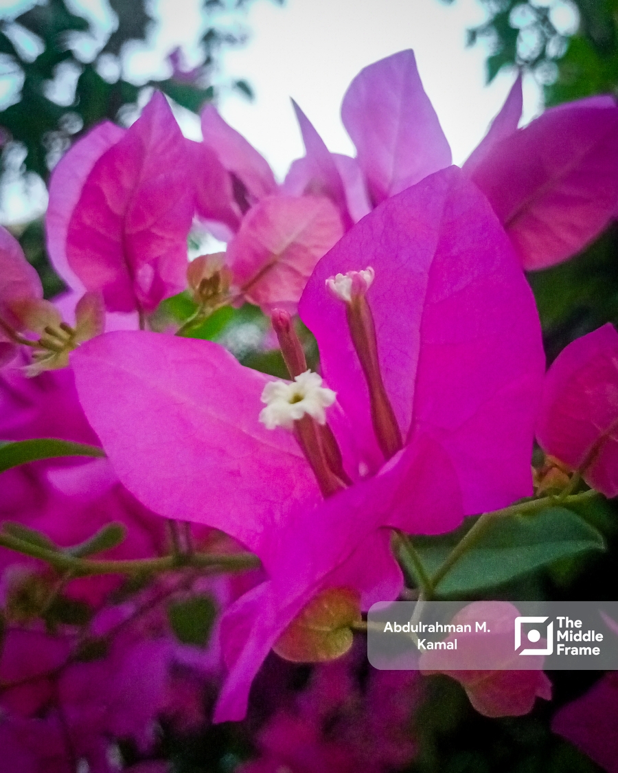 A purple bougainvillea flower.