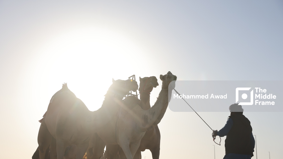 A man walking with two camels in the desert