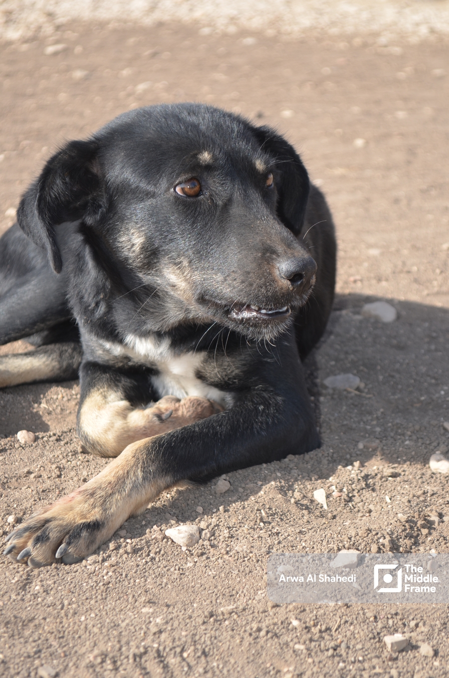 a black dog laying on the ground