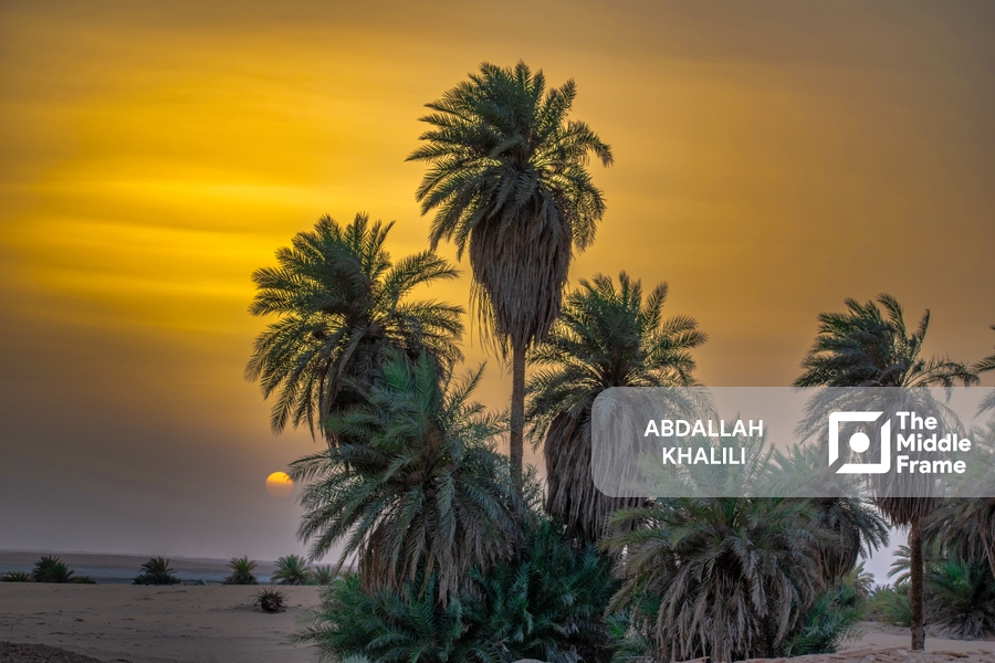 Palm trees in the desert