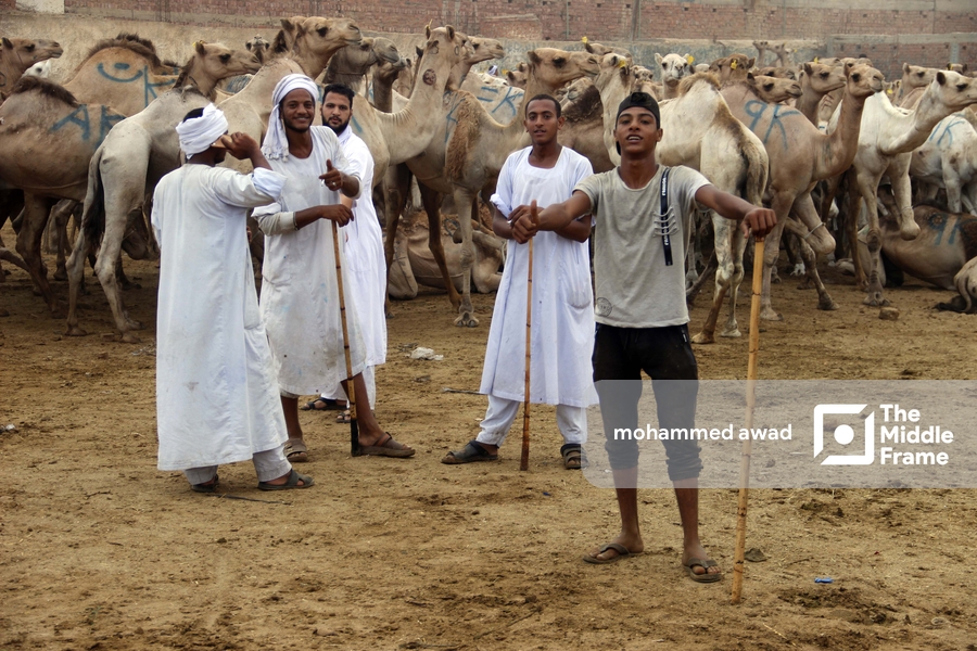 Birqash Camel Market (Souq al-Gamaal)