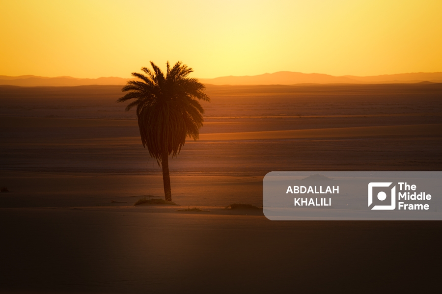 A palm tree in the desert at sunset