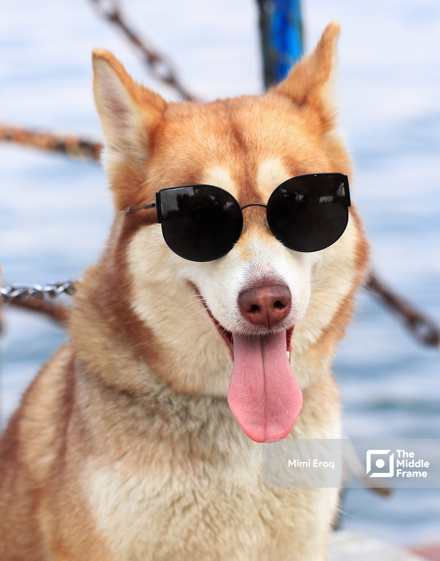 Cool Husky dog wearing sunglasses.