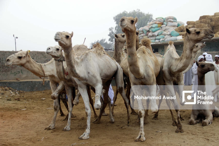 Birqash Camel Market (Souq al-Gamaal)