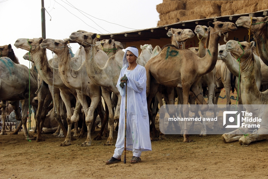 Birqash Camel Market (Souq al-Gamaal)