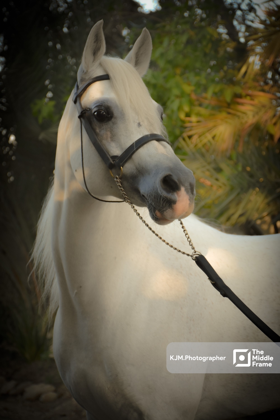 a white horse with a black bre and a black halt