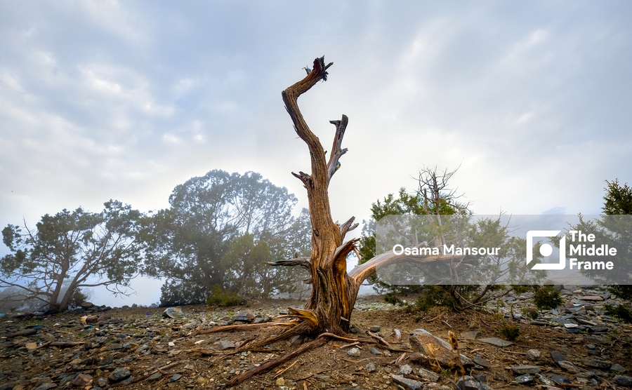 Taif- Saudi Arabia, Mountains and Land Scape