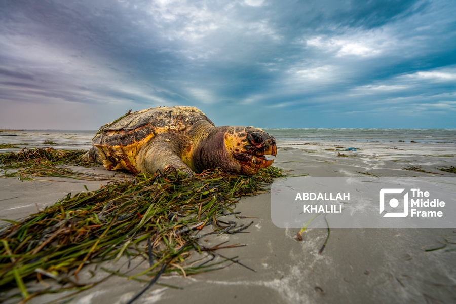 a sea turtle on the beach