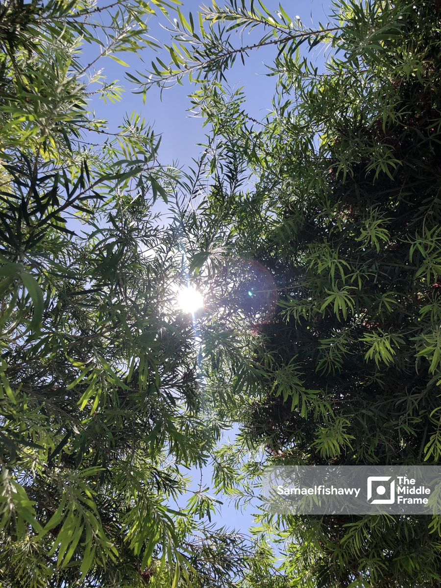 Sunlight