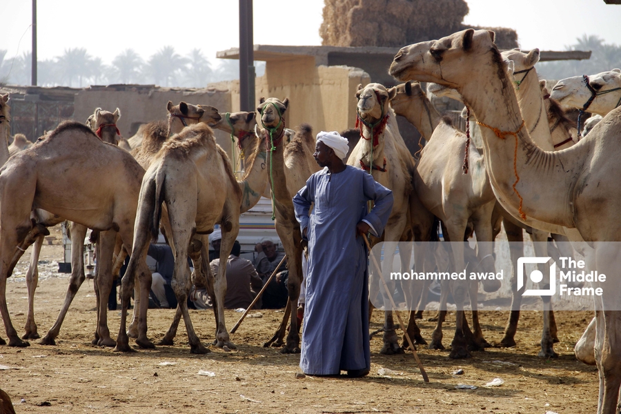 Birqash Camel Market (Souq al-Gamaal)