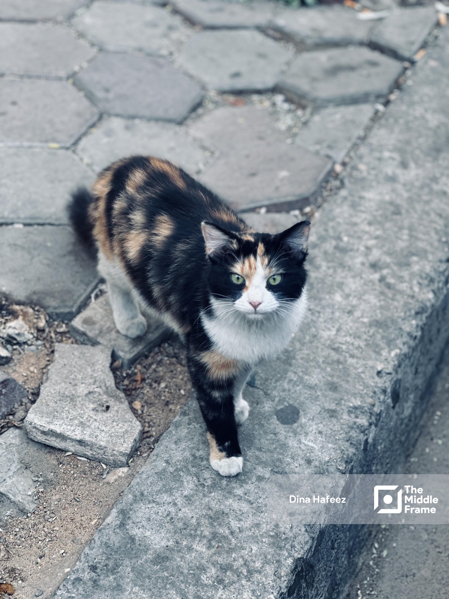 A cat standing on the sidewalk in one of Cairo’s streets.
