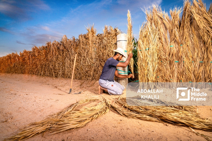 Fortresses of Palm and Reed