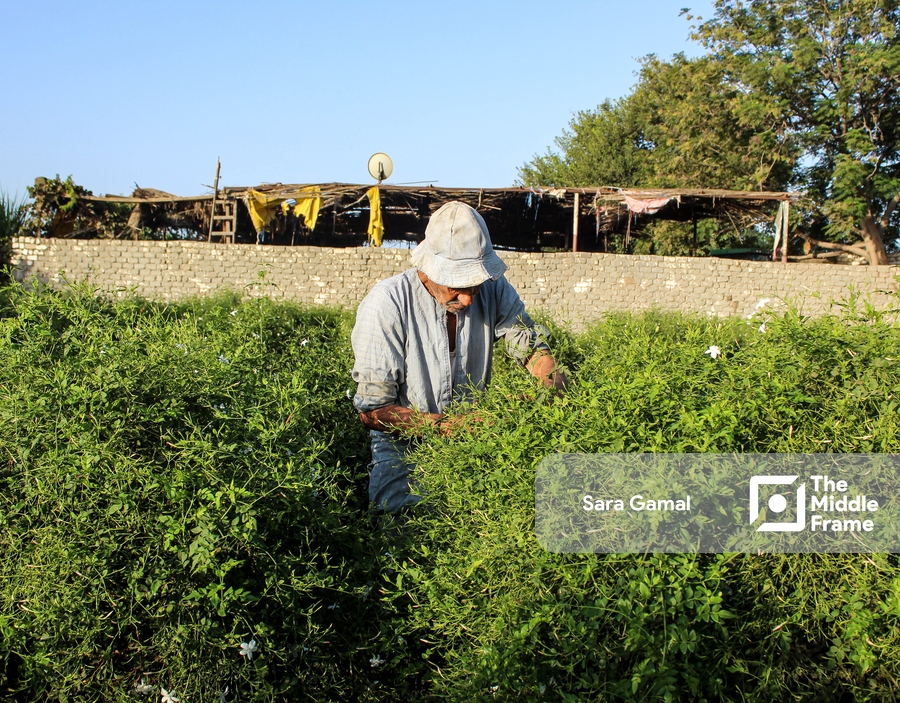 A jasmine field.