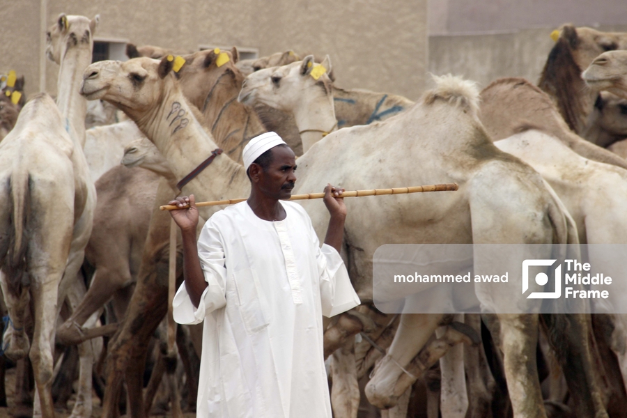 Birqash Camel Market (Souq al-Gamaal)