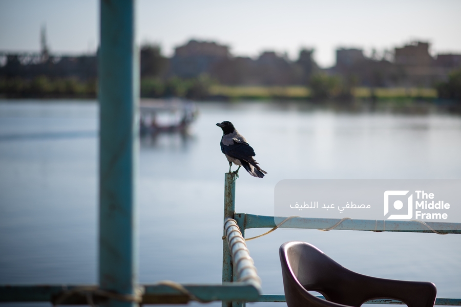 View of a crow standing on a fence