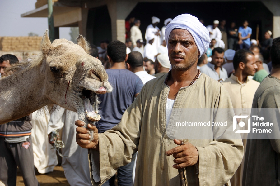 Birqash Camel Market (Souq al-Gamaal)