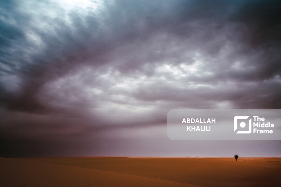 A lone palm tree stands in the desert