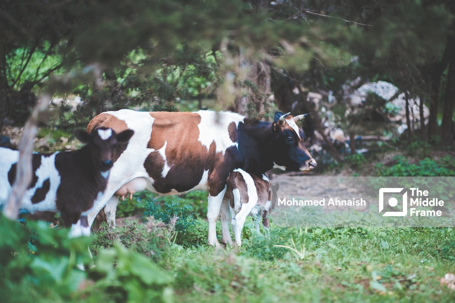 The countryside in the Green Mountain, eastern Libya