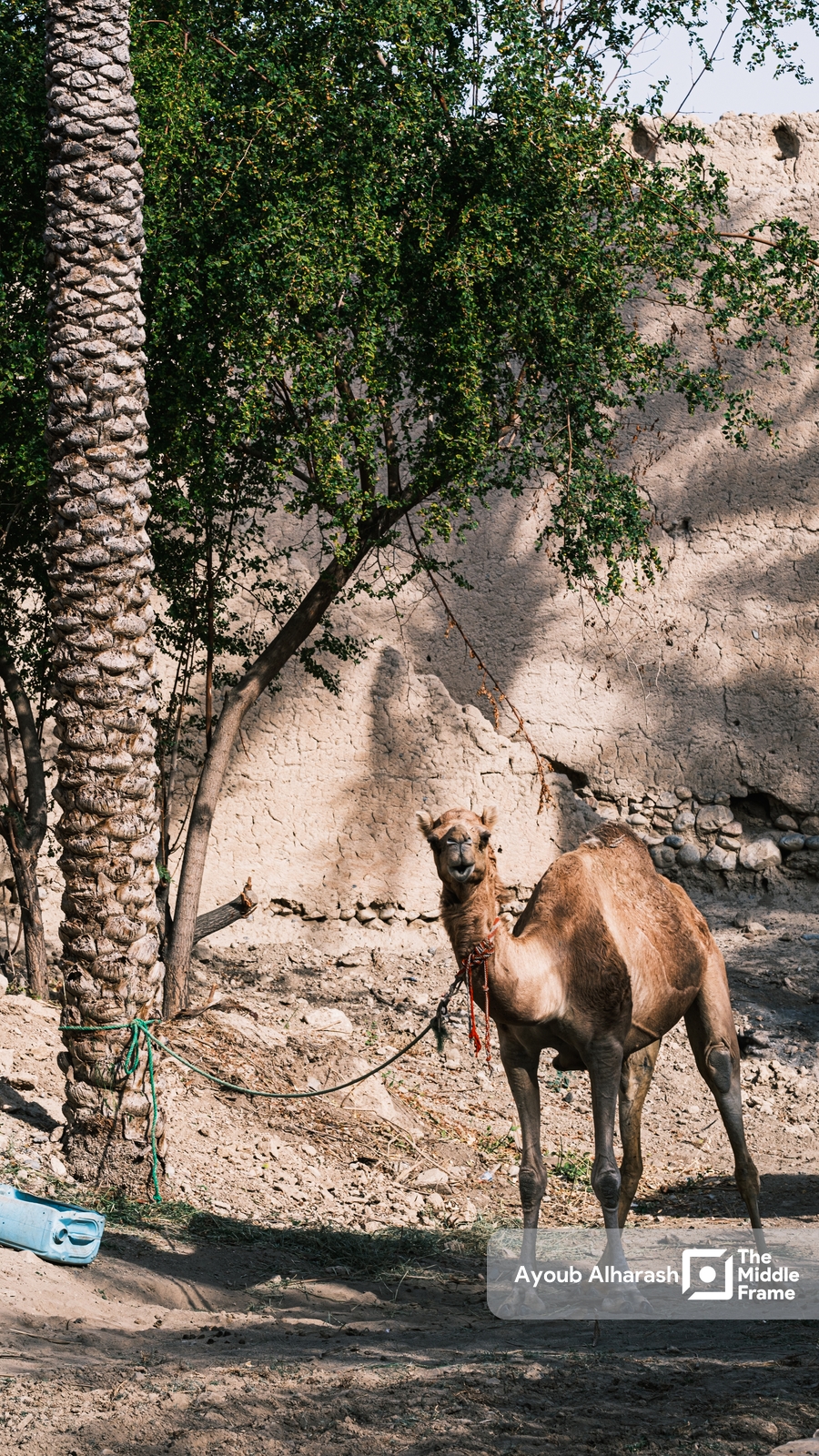 Camel tied to a palm tree