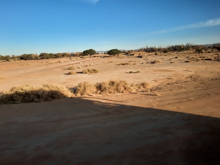 A desert with a few trees and bushes