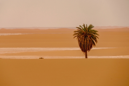 A lone palm tree in the desert