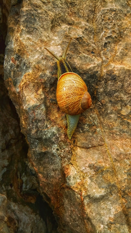 A snail on a rock