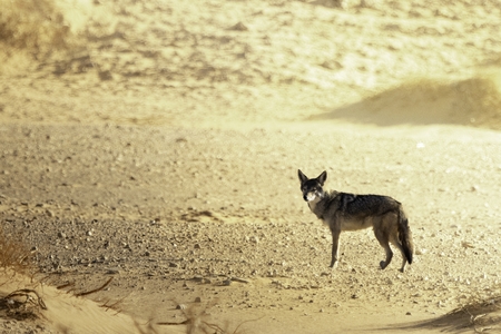 A black backed fox in the desert