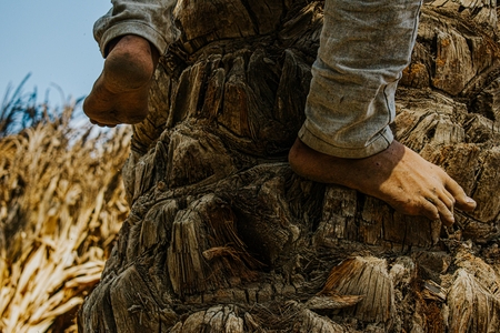 A man climbing a palm tree.