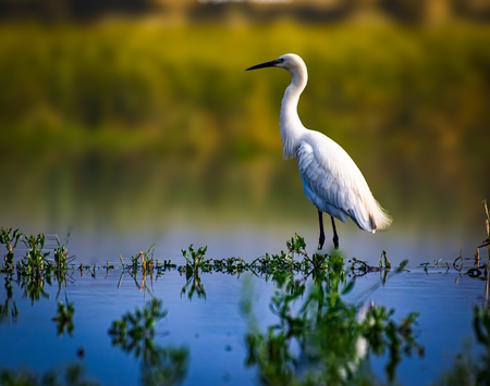 Egret bird.