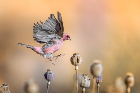Pink Bird in Sinai, Egypt
