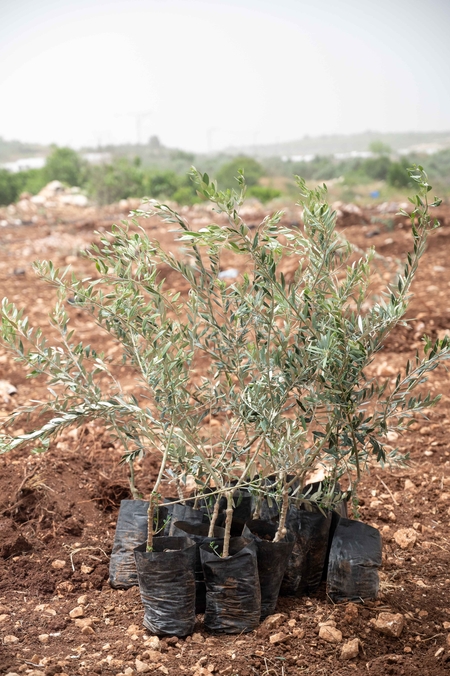 Farmland in Flamiya village in Qalqilya District West Bank-Palestine.