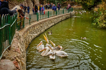 Giza zoo