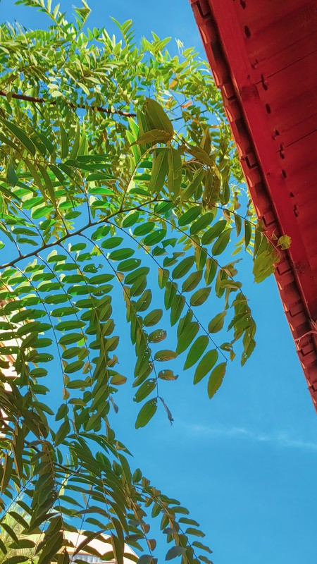 plant with green leaves
