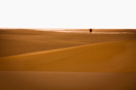 A lone palm tree in the desert