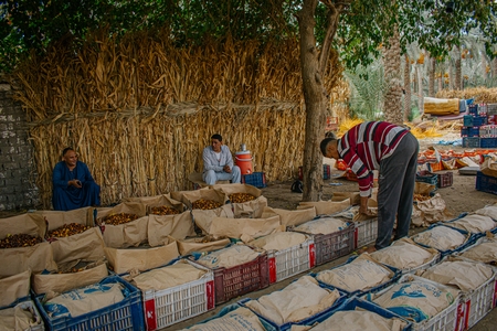The date harvest season in Egypt.