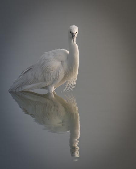 Little Egret sitting on top of a body of water