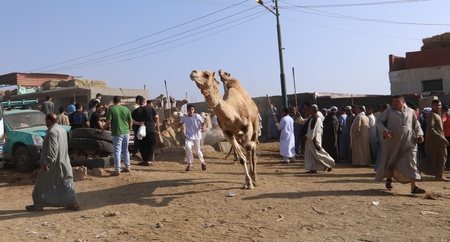 The Birqash Camel Market in Egypt