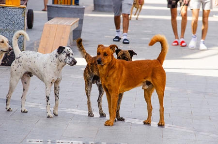 A close-up of a group of stray dogs on the sidewalk in Egypt