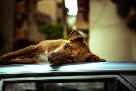 A picture of a dog sleeping on the ground