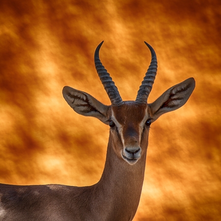 Wildlife/Animals
