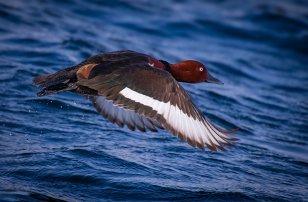 The Egyptian goose.