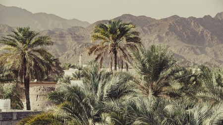 palm trees and mountains