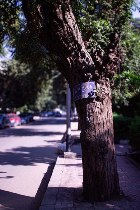 A tree on 87th Street in Cairo in broad daylight