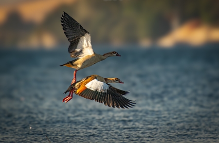 The Egyptian goose.