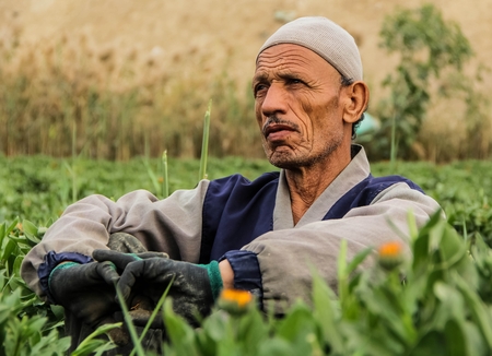 A farmer in a field