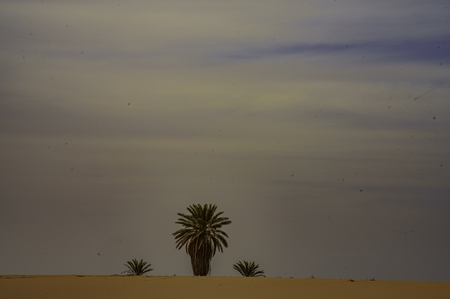 A lone palm tree in the desert