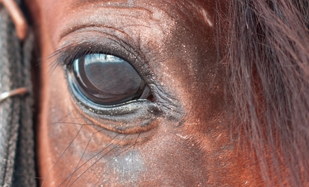 Horse's eye close-up