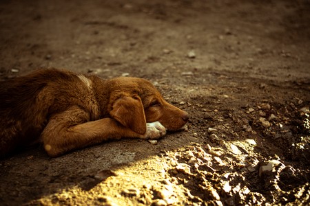A picture of a dog sleeping on the ground